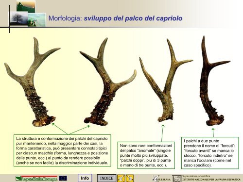 MODULO CENSITORE capriolo - St.E.R.N.A