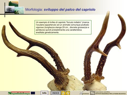 MODULO CENSITORE capriolo - St.E.R.N.A