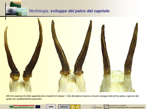 MODULO CENSITORE capriolo - St.E.R.N.A