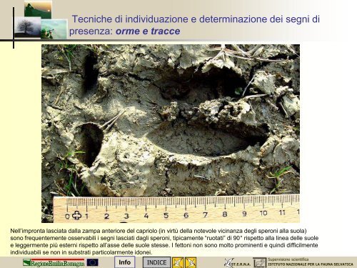 MODULO CENSITORE capriolo - St.E.R.N.A