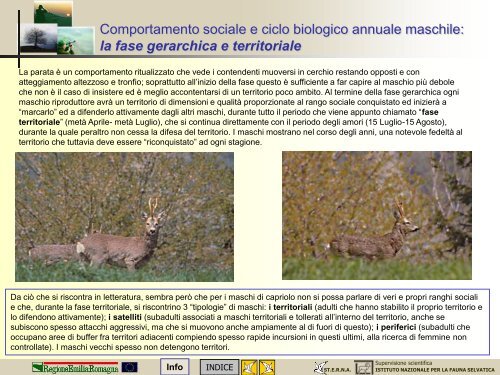 MODULO CENSITORE capriolo - St.E.R.N.A