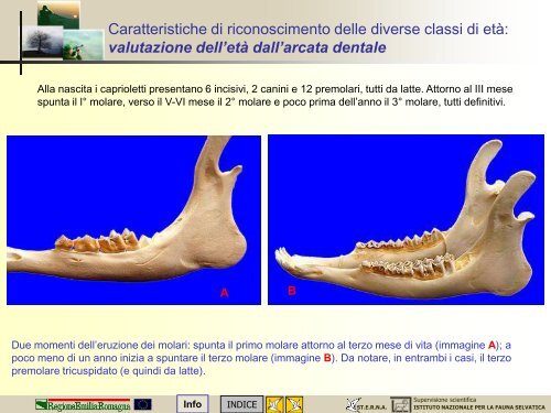 MODULO CENSITORE capriolo - St.E.R.N.A