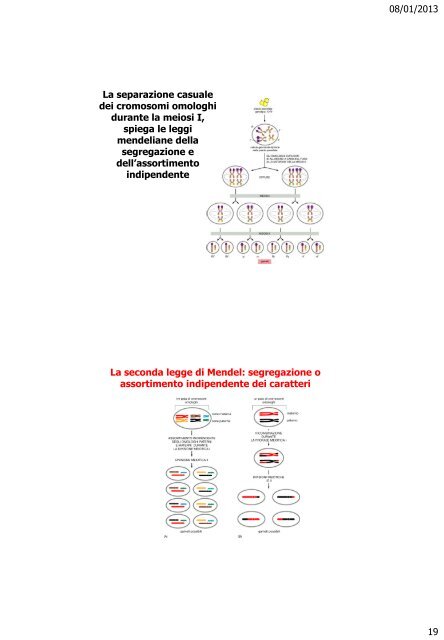 La comunicazione feromonale nell'uomo - Università degli Studi ...