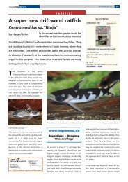 A super new driftwood catfish - Aqualog