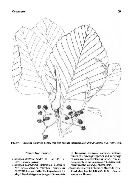 Cecropiaceae: Coussapoa and Pourouma, with an ... - CNCFlora