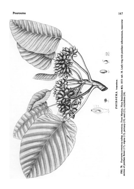 Cecropiaceae: Coussapoa and Pourouma, with an ... - CNCFlora