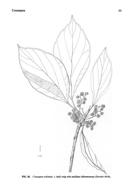 Cecropiaceae: Coussapoa and Pourouma, with an ... - CNCFlora