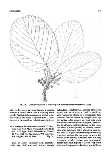 Cecropiaceae: Coussapoa and Pourouma, with an ... - CNCFlora