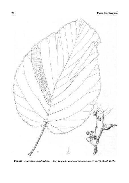 Cecropiaceae: Coussapoa and Pourouma, with an ... - CNCFlora