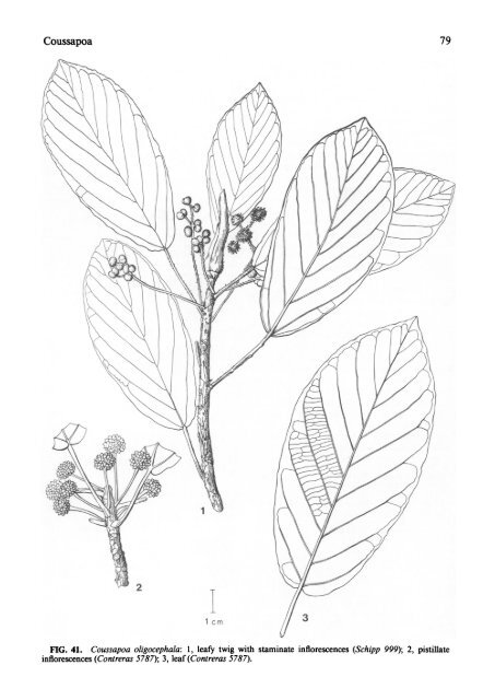 Cecropiaceae: Coussapoa and Pourouma, with an ... - CNCFlora