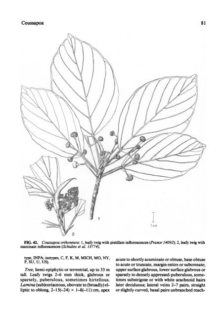 Cecropiaceae: Coussapoa and Pourouma, with an ... - CNCFlora