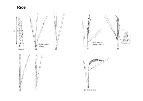 Growth stages of mono-and dicotyledonous plants - Regione ...
