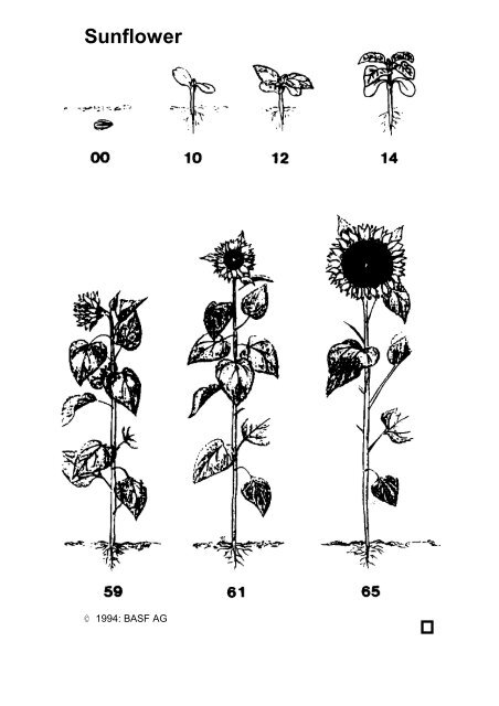 Growth stages of mono-and dicotyledonous plants - Regione ...