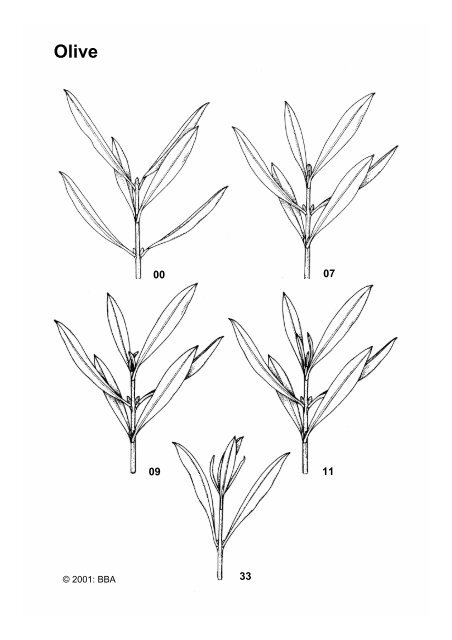 Growth stages of mono-and dicotyledonous plants - Regione ...