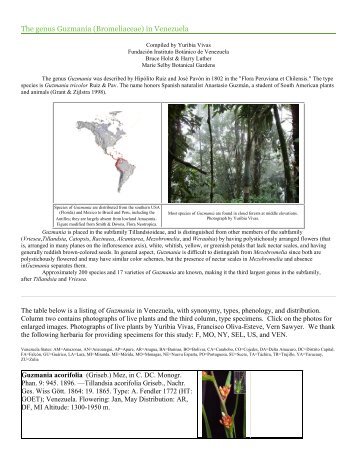 The genus Guzmania (Bromeliaceae) in Venezuela - Marie Selby ...