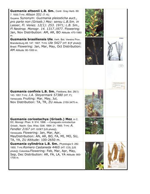 The genus Guzmania (Bromeliaceae) in Venezuela - Marie Selby ...