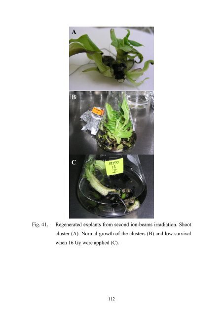 Gamma Rays and CarbonIon-Beams Irradiation for Mutation ...