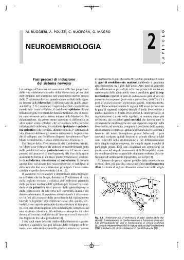 Embriologia sistema nervoso - Scienze della Formazione