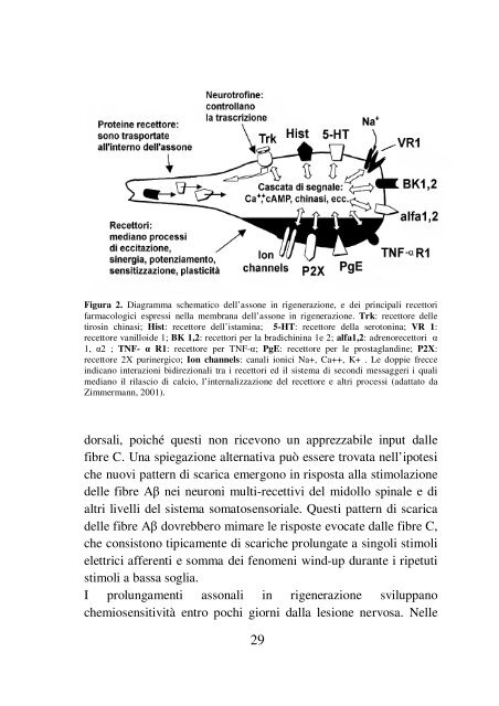 TESI DI DOTTORATO “Nuovi trattamenti per il dolore ... - Padis