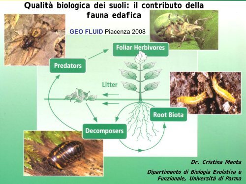 C.Menta " Qualità biologica dei suoli: il contributo della fauna ... - Arpa