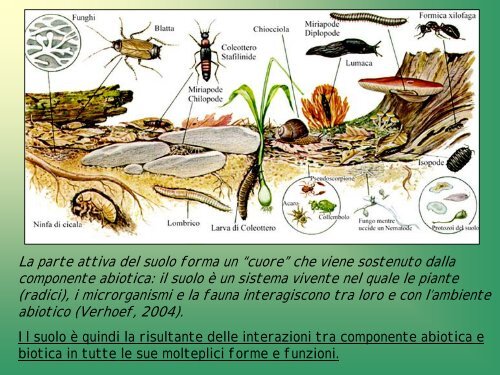 C.Menta " Qualità biologica dei suoli: il contributo della fauna ... - Arpa