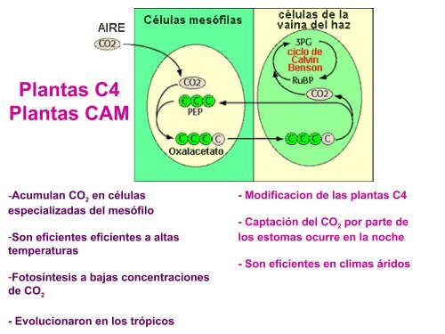 PRINCIPIOS Y UTILIZACION DE ISOTOPOS ESTABLES