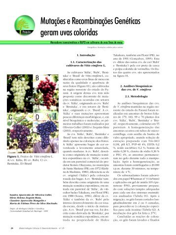 Mutações e Recombinações Genéticas geram uvas ... - Biotecnologia