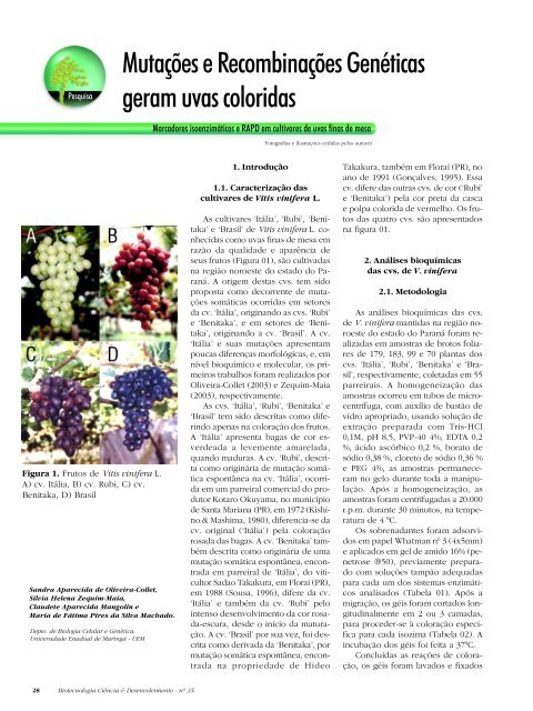 Mutações e Recombinações Genéticas geram uvas ... - Biotecnologia