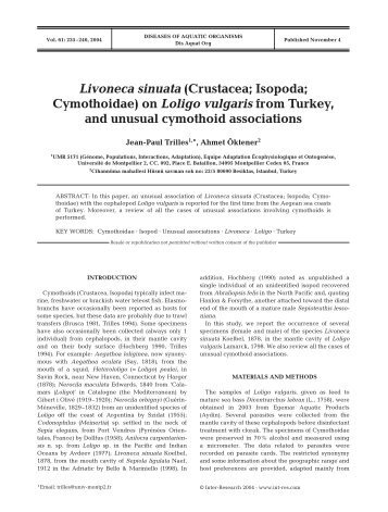 Livoneca sinuata (Crustacea; Isopoda; Cymothoidae) on Loligo ...