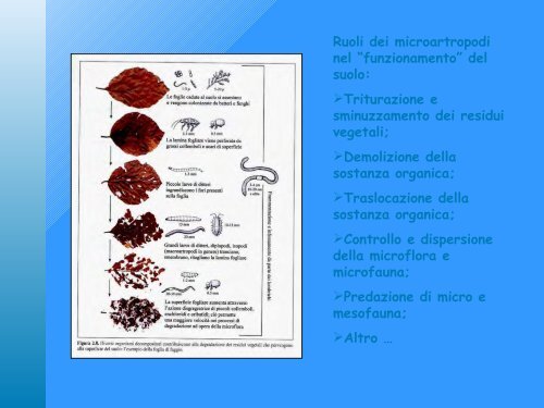 indice di Qualità Biologica del Suolo - Geol@b onlus