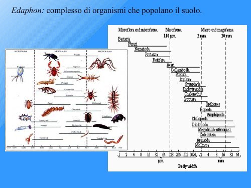 indice di Qualità Biologica del Suolo - Geol@b onlus