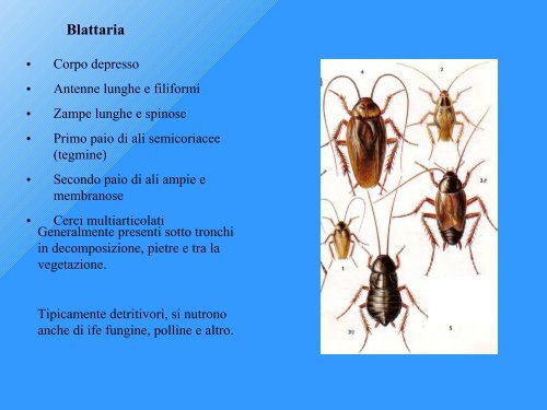 indice di Qualità Biologica del Suolo - Geol@b onlus