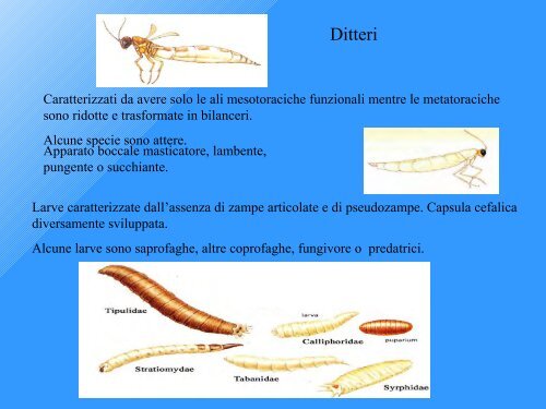 indice di Qualità Biologica del Suolo - Geol@b onlus