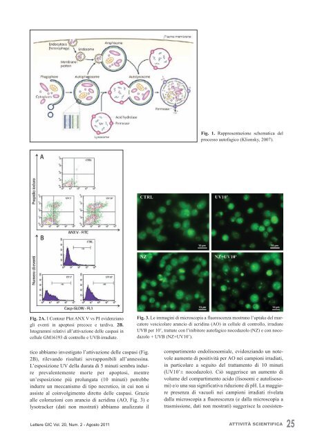 Lo studio delle cellule tumorali circolanti: dalla sfida ... - Enea