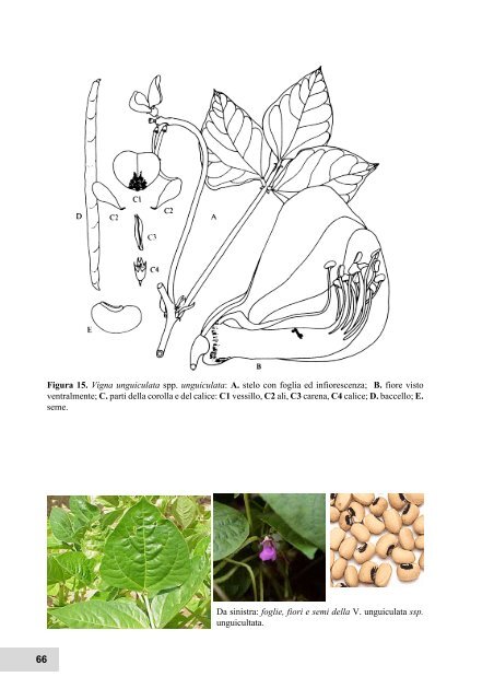 Formato PDF (3077 Kb) - Facoltà di Agraria - Università degli Studi ...