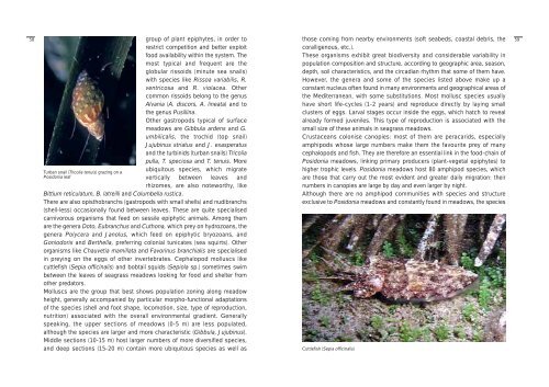 Fauna: invertebrates - Udine Cultura
