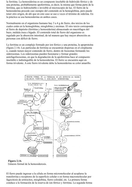 FOTOSÍNTESIS HUMANA - Descubrimiento Milagroso ...