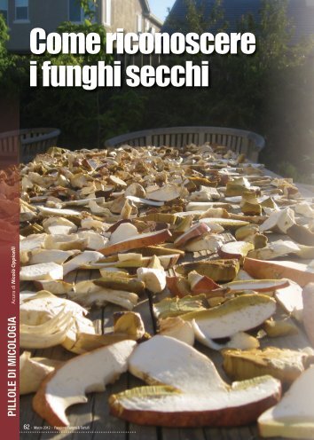 Come riconoscere i funghi secchi - Stagnoletto Group