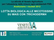 Lotta biologica alle micotossine su mais con Trichoderma - Veneto ...