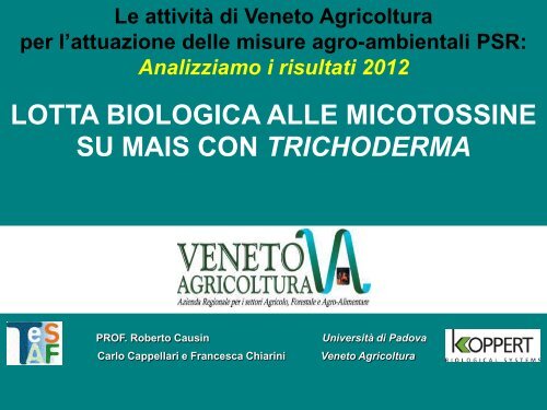 Lotta biologica alle micotossine su mais con Trichoderma - Veneto ...