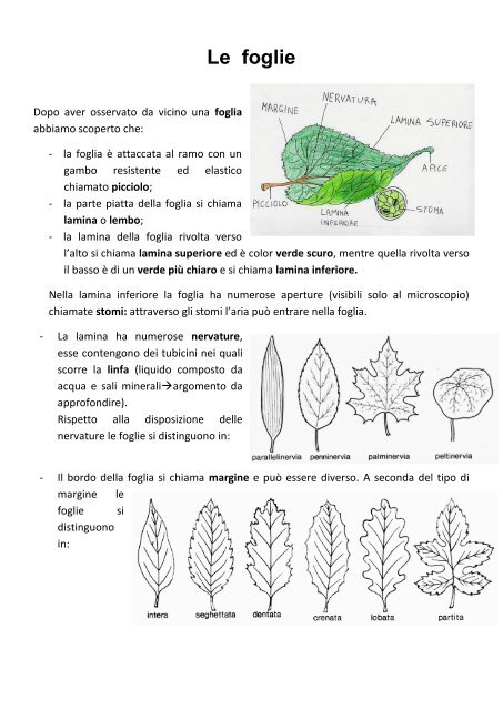 Le foglie.pdf - Maestra Raffaella