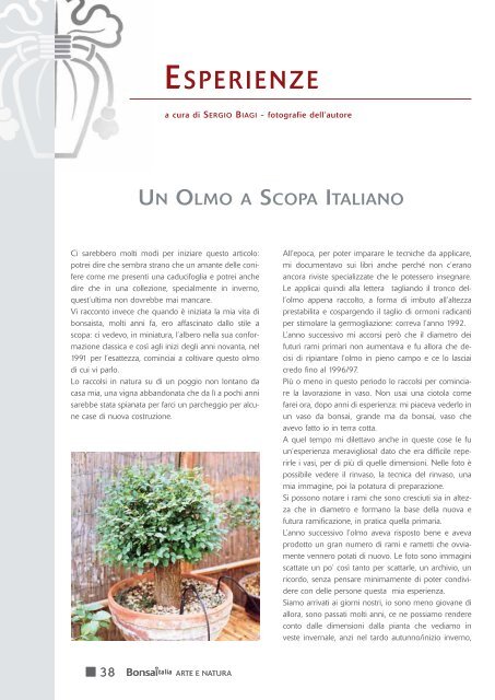 Un Olmo a scopa rovesciata - Scuola d'Arte Bonsai