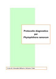 Protocollo diagnosi Phytophtora ramorum.pdf - Strateco