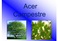 Acer campestre - Associazione per i Vivai ProNatura