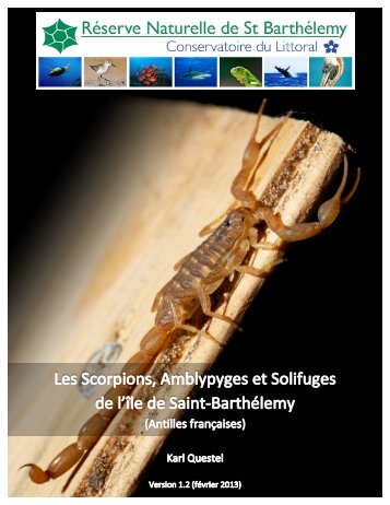 Les Scorpions, Amblypyges et Solifuges de l'île de ... - Archive-Host