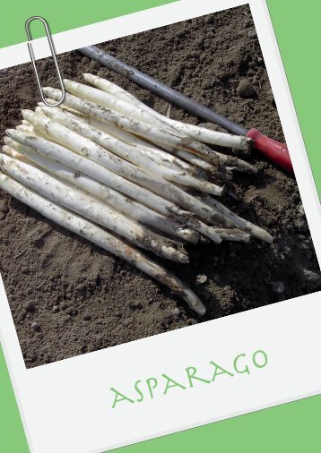asparago - Veneto Agricoltura