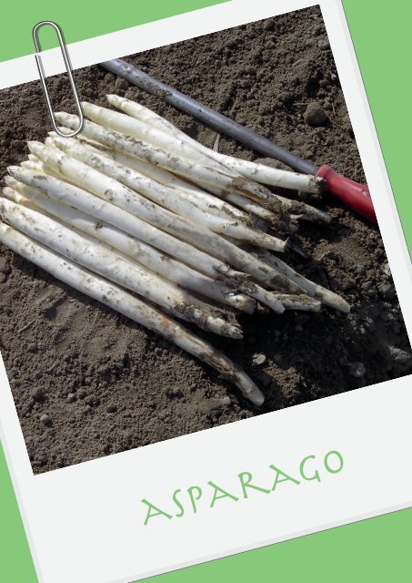 asparago - Veneto Agricoltura