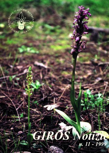 (Caserta). - GIROS - Gruppo Italiano per la Ricerca sulle Orchidee ...