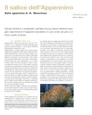 Salix apennina - Proverde.it