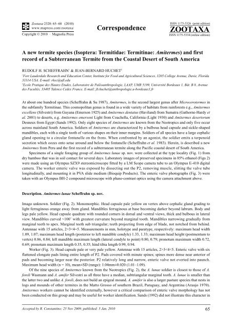 Zootaxa, A new termite species (Isoptera: Termitidae ... - CITA-A